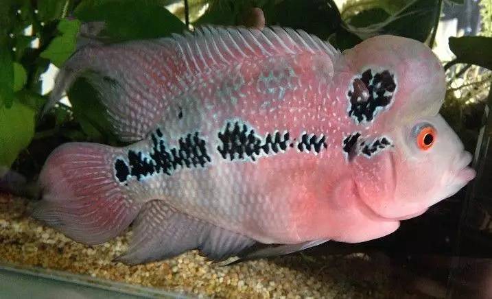 怎么养才能让罗汉鱼变色,养好罗汉鱼的6个技巧