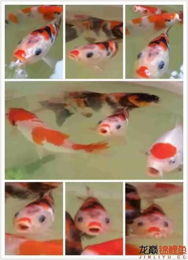 我的锦鲤梦,一直在坚持!