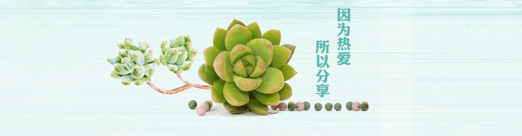 暴雨后露养的多肉土壤湿透,暴雨后多肉泡水