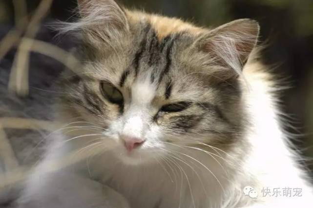 猫咪爱流眼泪还有分泌物,猫咪流眼泪有分泌物用什么药