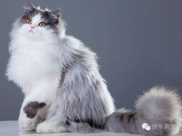 猫咪总是一只眼睛流眼泪怎么回事,猫咪眼睛红肿流眼泪打喷嚏怎么办