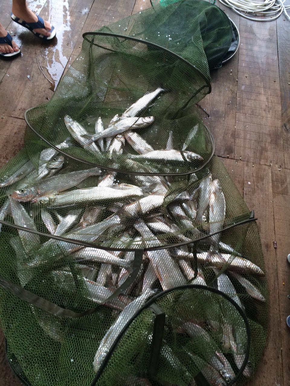 垂钓荒野之河中巨怪,荒野垂钓河中巨怪合集