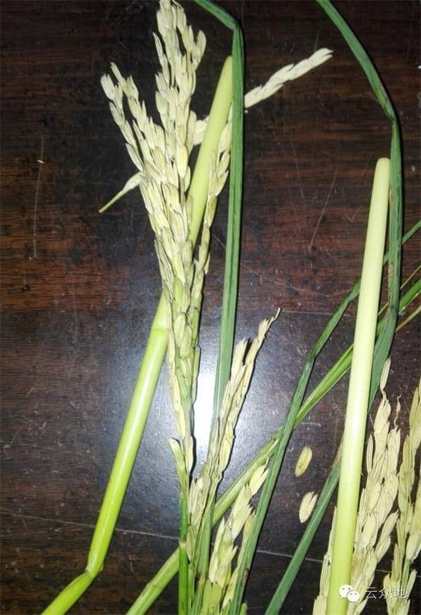 水稻出现“白穗”，这是谷枯病还是穗颈瘟？