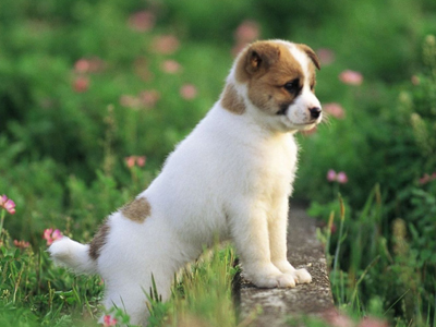 狗狗容易被细菌感染吗,狗狗容易受到惊吓的表现