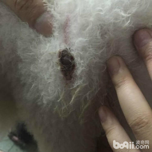 带柴犬去公园被萨摩咬,萨摩被比特犬咬后续