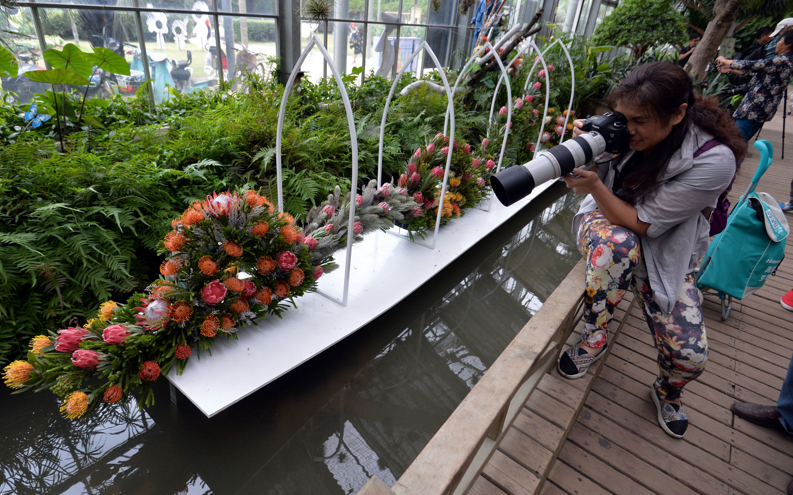 南非帝王花开花过程,南非帝王花单枝