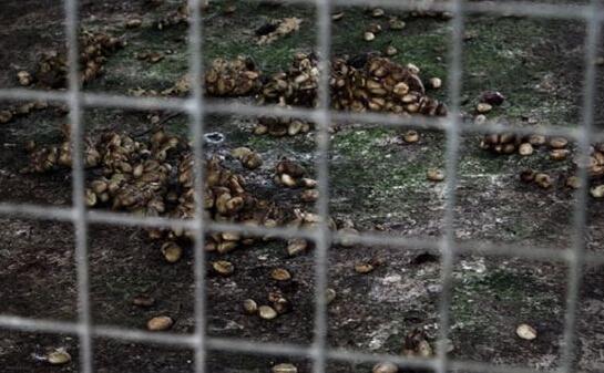 猫屎咖啡真相大揭秘,猫屎咖啡的真实生活