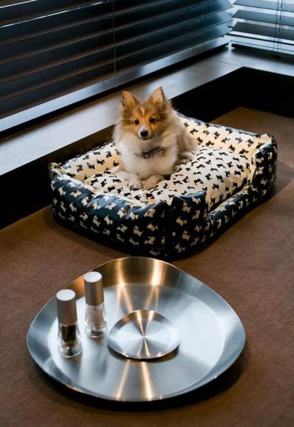 国庆狗狗出去浪,国庆带狗狗适合去哪玩