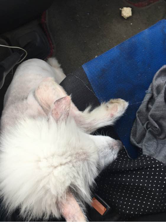 路边捡到一只萨摩耶,捡到萨摩耶有狗癣