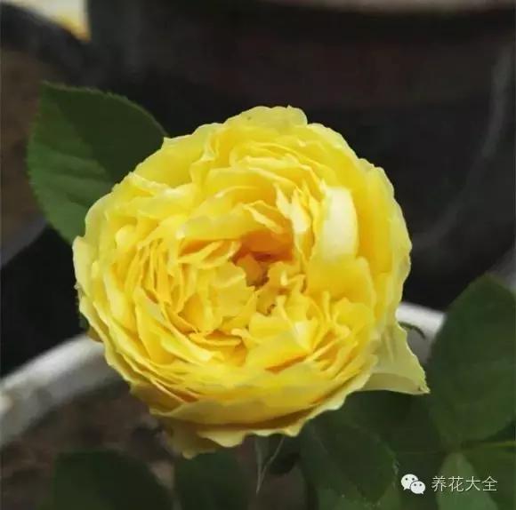 冰淇淋月季快开花的样子 (夏花标准的月季)