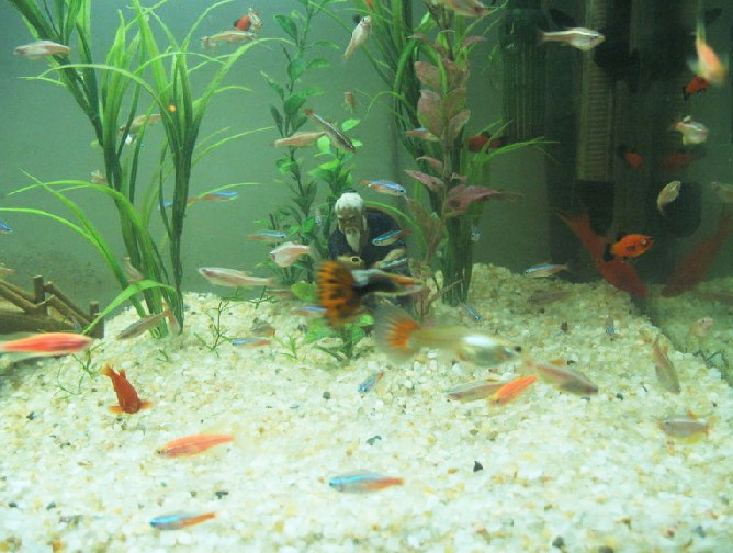 斑马鱼的养殖方法和注意事项,小观赏鱼斑马鱼怎么养好