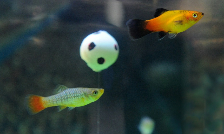 热带小鱼怎么养殖的,热带微型鱼怎么养