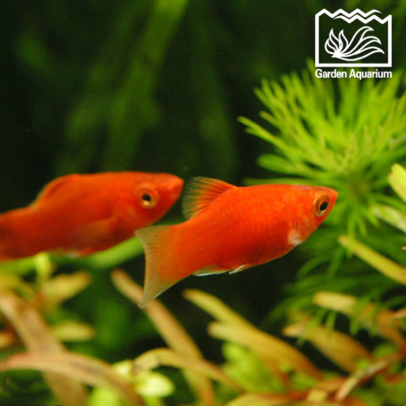 热带小鱼怎么养殖的,热带微型鱼怎么养