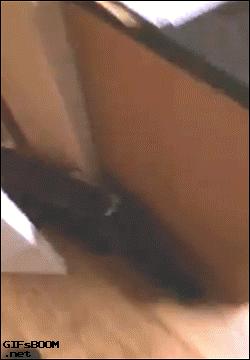 猫咪犯错关禁闭挨饿,猫咪吃了个罐头后很乖