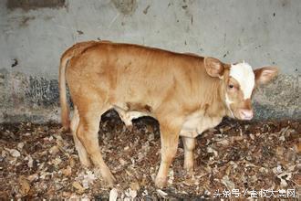 先天性缩肛手术步骤,仔猪先天性缩肛手术