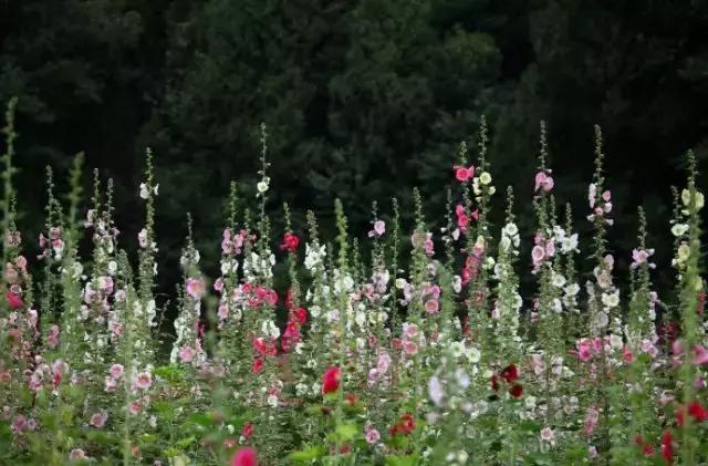 成都附近的旅游景点推荐四姑娘山,距成都五个多小时的地方