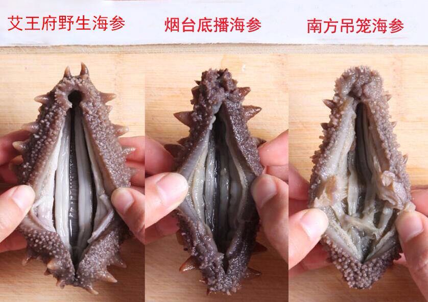 红极参跟海参哪个营养价值高,中国哪里海参好吃