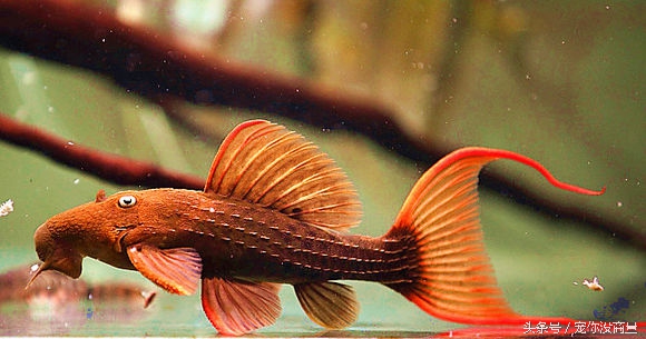 怎么不让鱼得水霉病,如何才能让鱼不生病