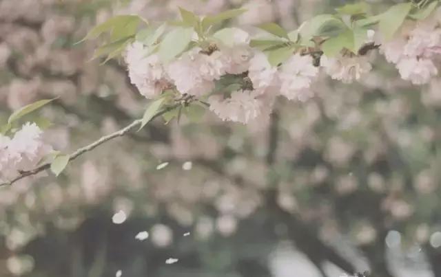 有一种情怀叫乡愁作文,有一种情怀叫乡愁