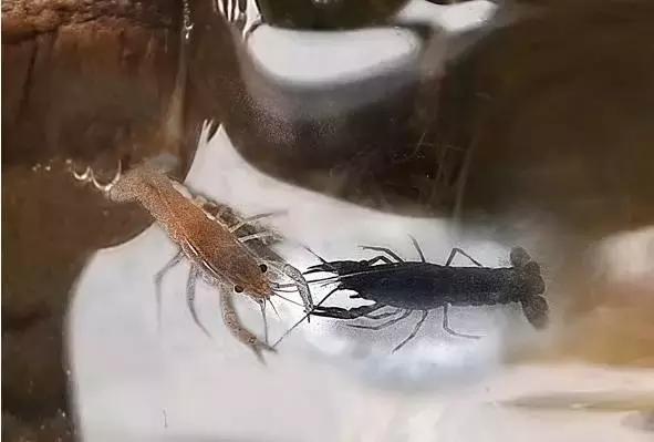 捕获大鱼惊悚片,拍到鲨鱼捕食鱼的真实一幕