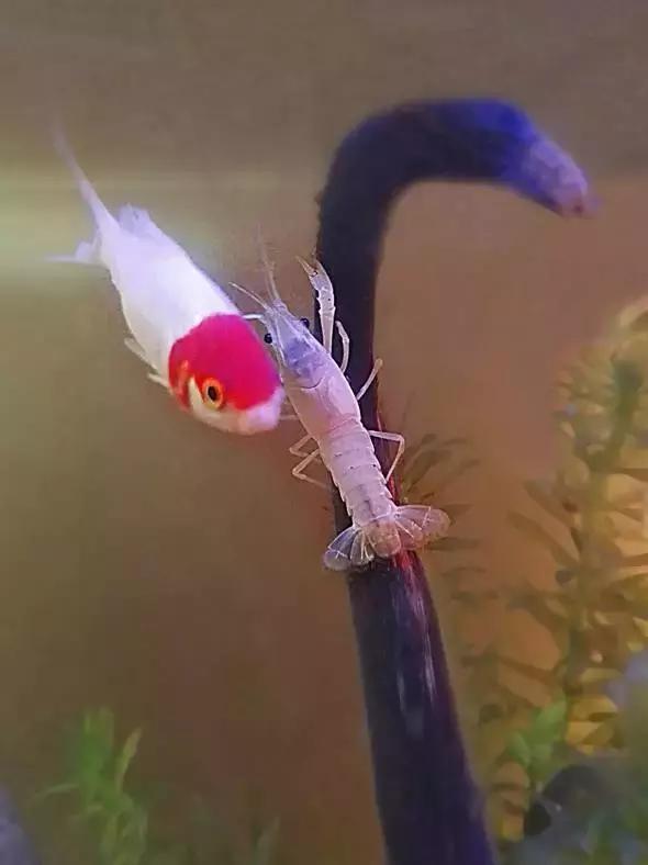 捕获大鱼惊悚片,拍到鲨鱼捕食鱼的真实一幕