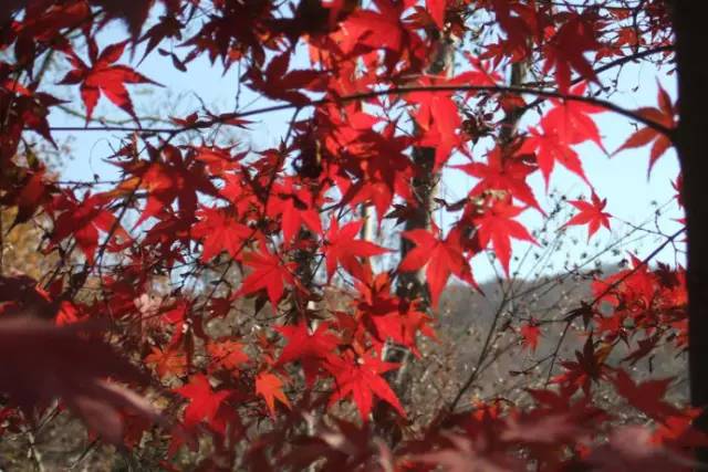 不需要知道你离世的理由，只愿你在天堂能重展笑容！