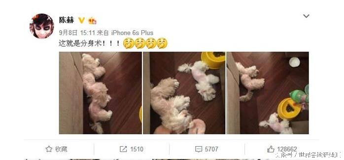 陈赫抱猫咪是什么猫,陈赫养了多少只猫