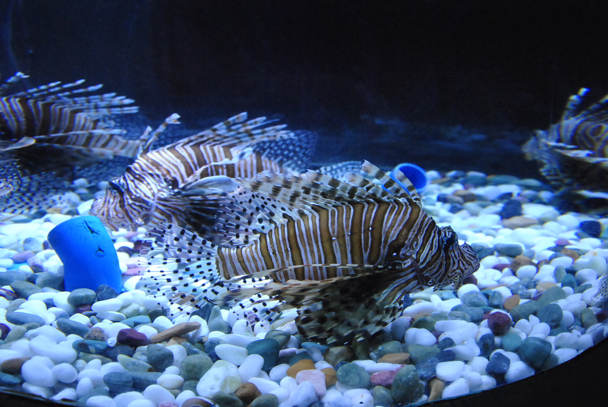 十一小长假,哈尔滨极地馆也是一个很不错的选择