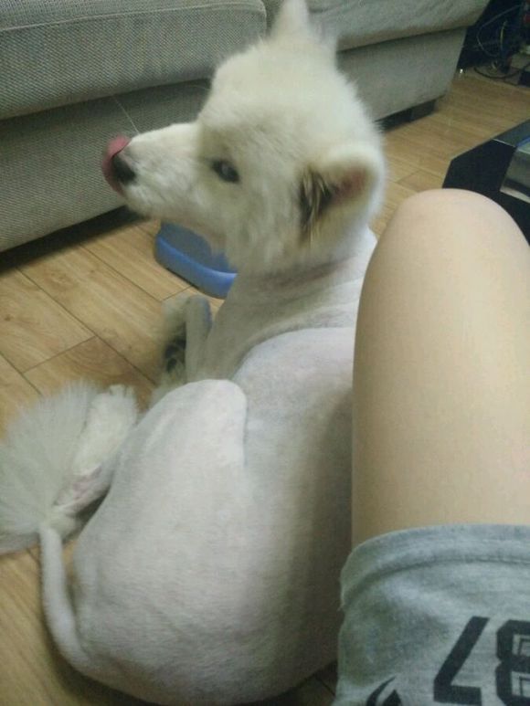 在诸暨市捡到一只萨摩耶,捡了一只萨摩耶怎么看有没有病