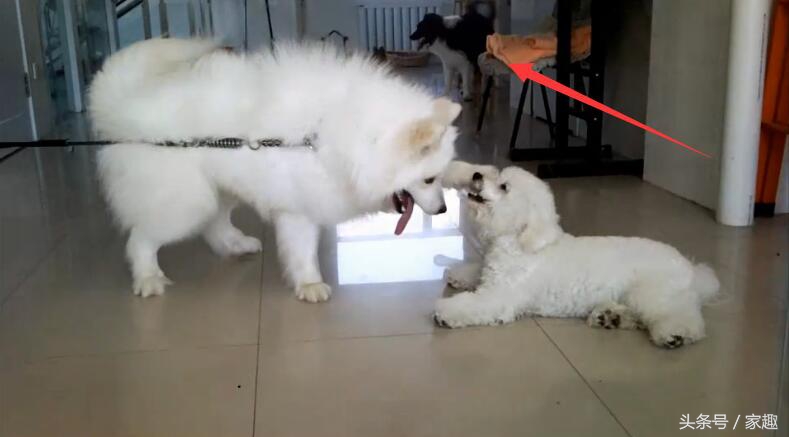 萨摩耶大战比熊，两团棉花打起来萌翻了，比熊却耍起流氓，辣眼睛