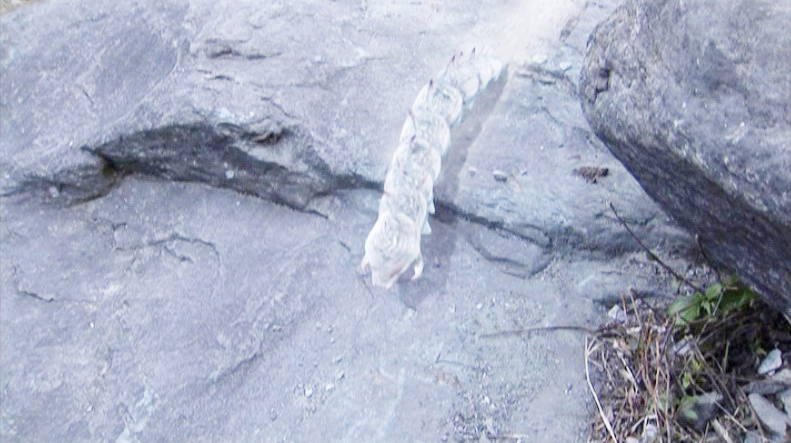 金庸武侠小说中十大神功第一名,金庸武侠十大最强神兽