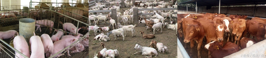 农业蔬菜种植致富项目,农业致富有什么好项目