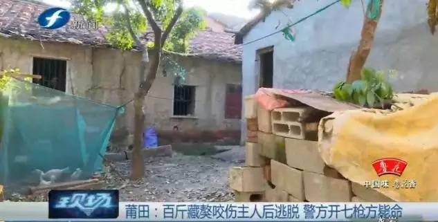 藏獒打架咬死狗,五分钟罕见藏獒打架