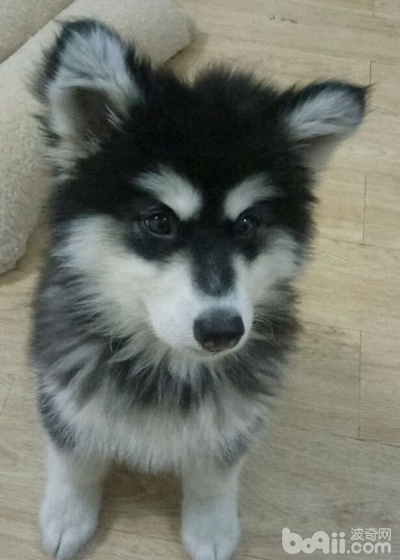 阿拉斯加狗瘟可以自愈吗,阿拉斯加得了狗瘟怎么办