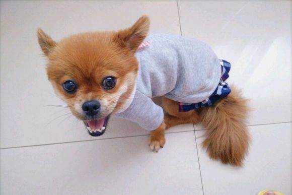 自制狗粮食谱100例,怎样自制狗粮视频教程