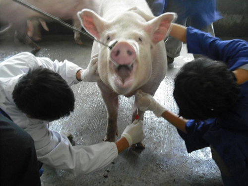 想要治疗母猪化胎?做好这几点是关键!