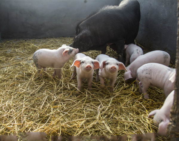 想要治疗母猪化胎?做好这几点是关键!
