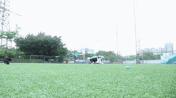 一千平室外宠物乐园,拥有数百只流浪猫的猫咪公园