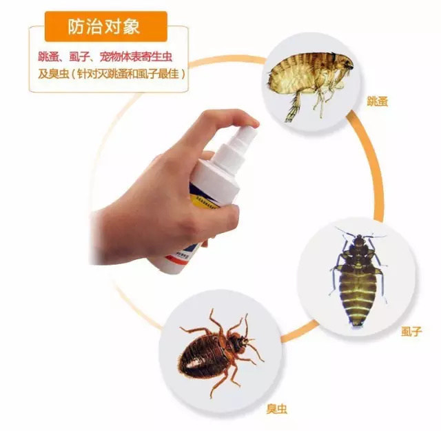 疯狂的跳蚤,狗狗吸血虫多久能消灭