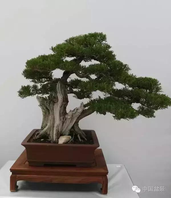 红子刺树桩盆景大全,曲杆式树桩盆景图片