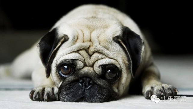 狗狗牙齿发黄怎么去除,狗狗牙齿黄怎么办