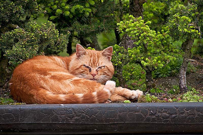 “盆景猫”这种虐猫网站为什么关不掉?!