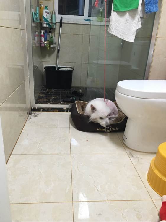 路边捡到一只萨摩耶,捡到萨摩耶有狗癣