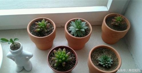 请问在室内养花怎么养,室内养花知识大全视频