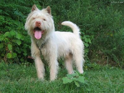 下司猎犬打猎野猪视频,猎犬下司实战打猎视频