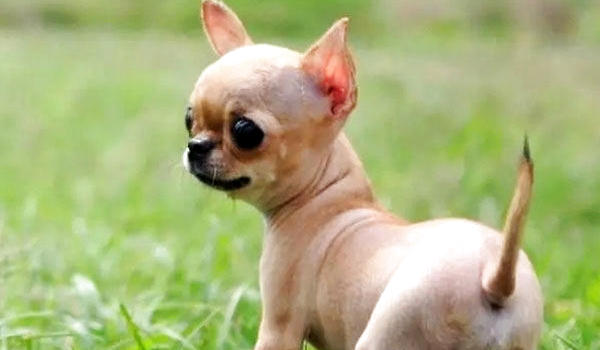 贵族长毛吉vs时尚短毛吉，你选哪一派