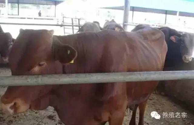 教你养牛教程,教你养牛