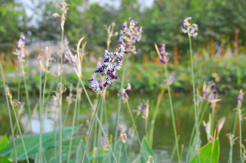 〈花开园〉顺德一间靓到“氹”一声的花园食府，赏花喂牛亲子