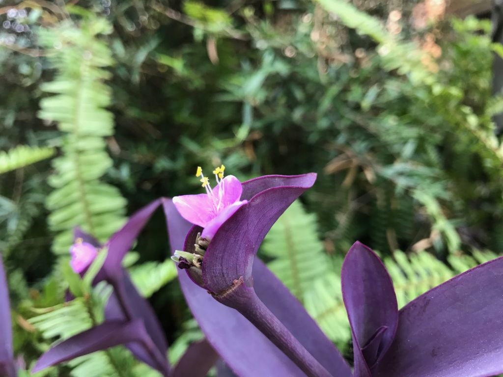 iphone7plus评测,苹果7plus测评还值得购买吗