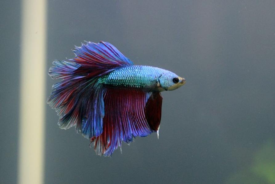 冬天怎么养殖100条泰国斗鱼,泰国斗鱼居家养殖指南